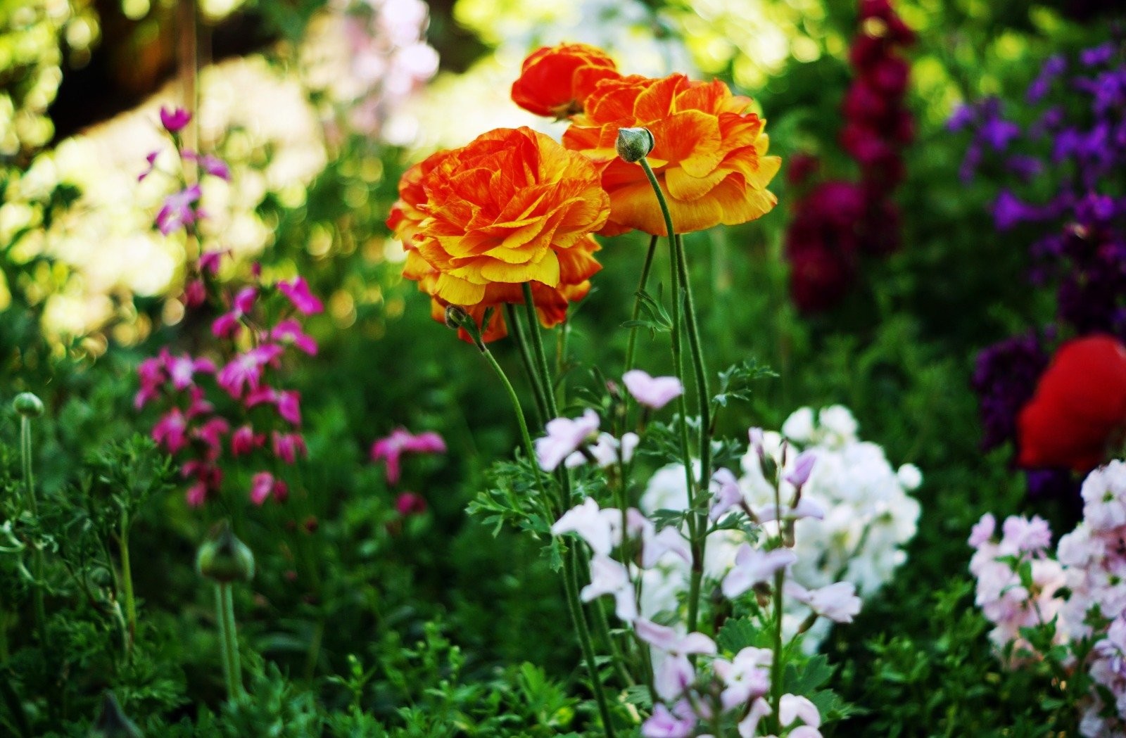Hortus Botanicus Haren