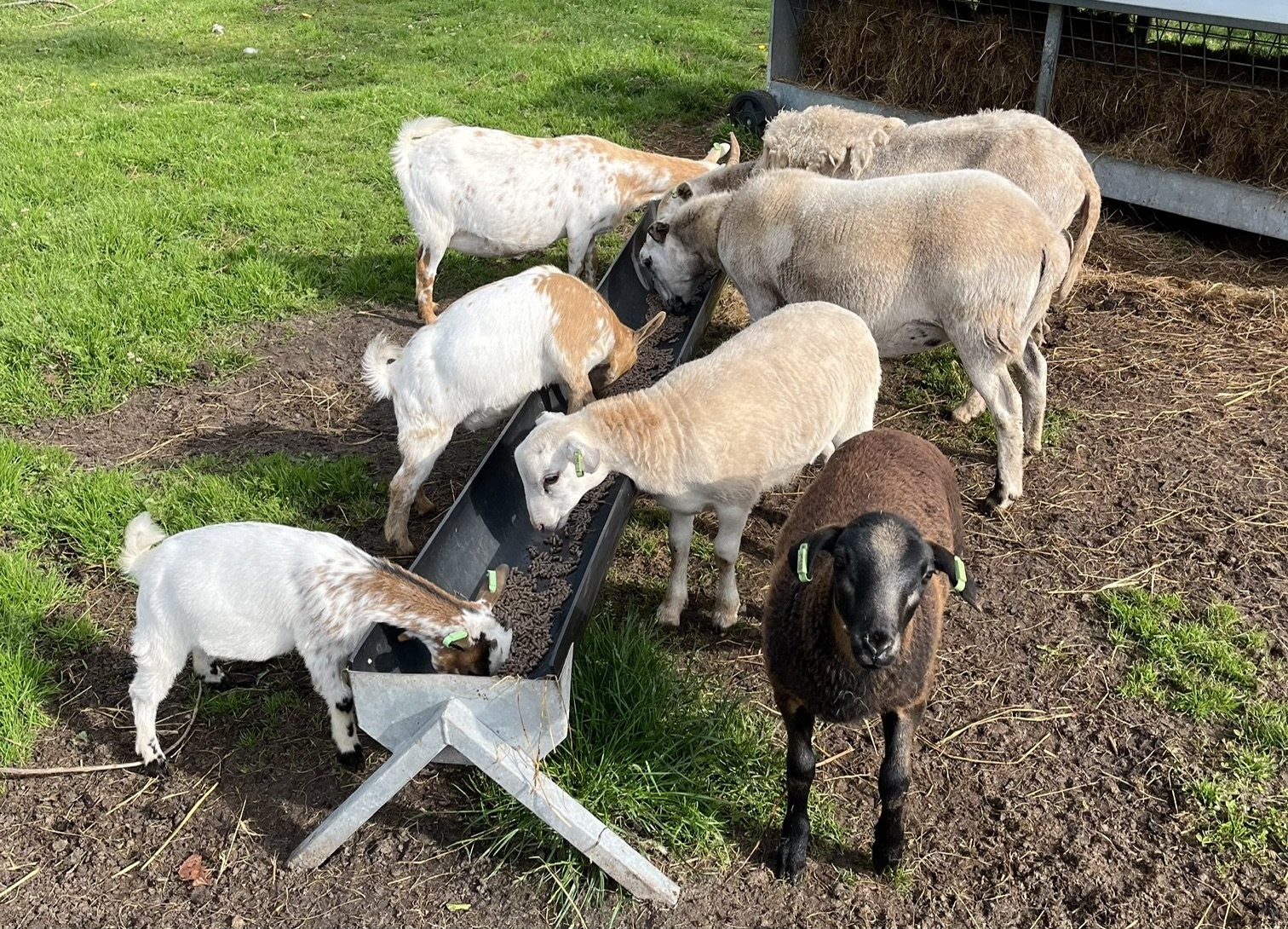 Dierenweide
