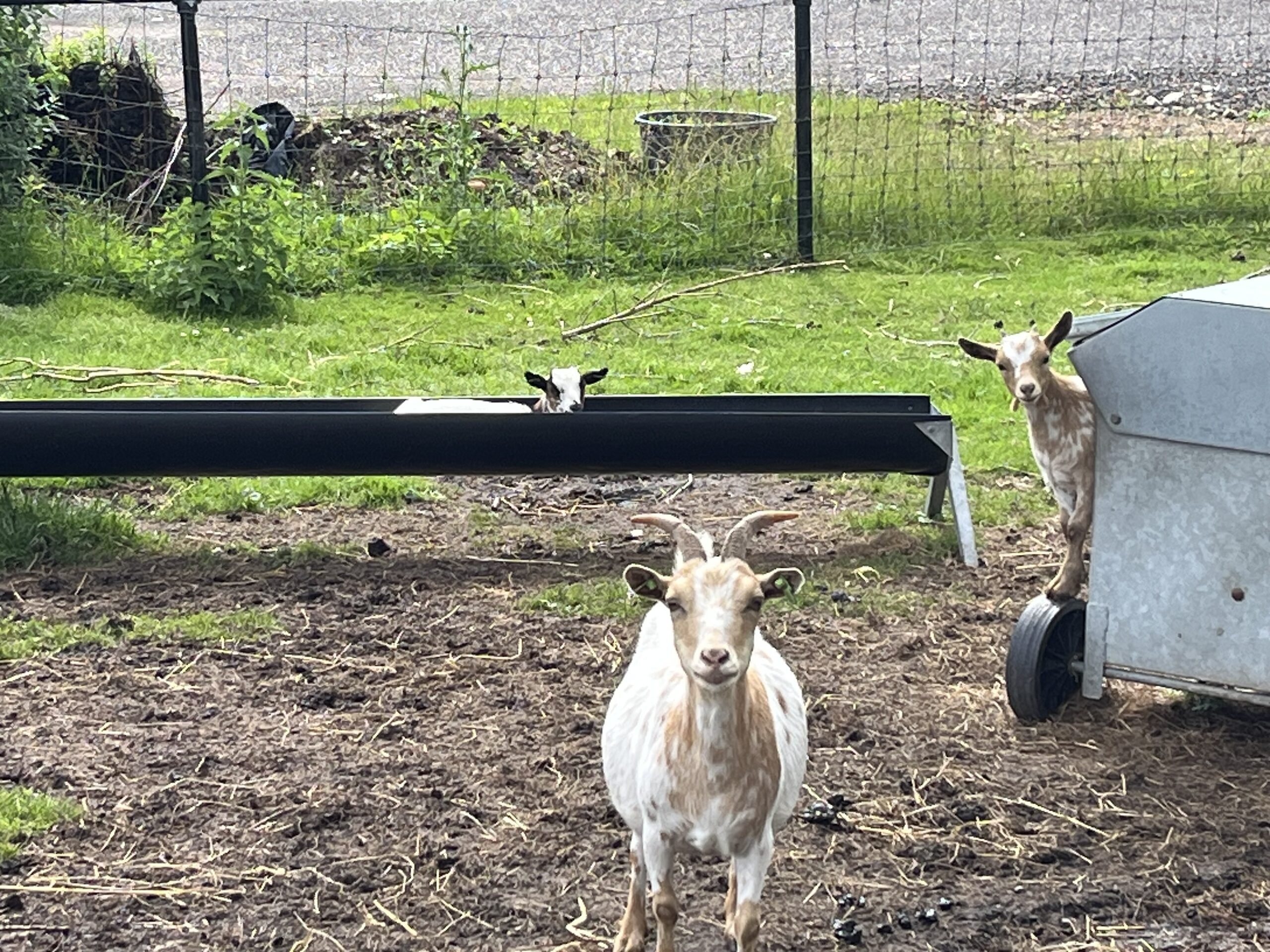 Geitjes