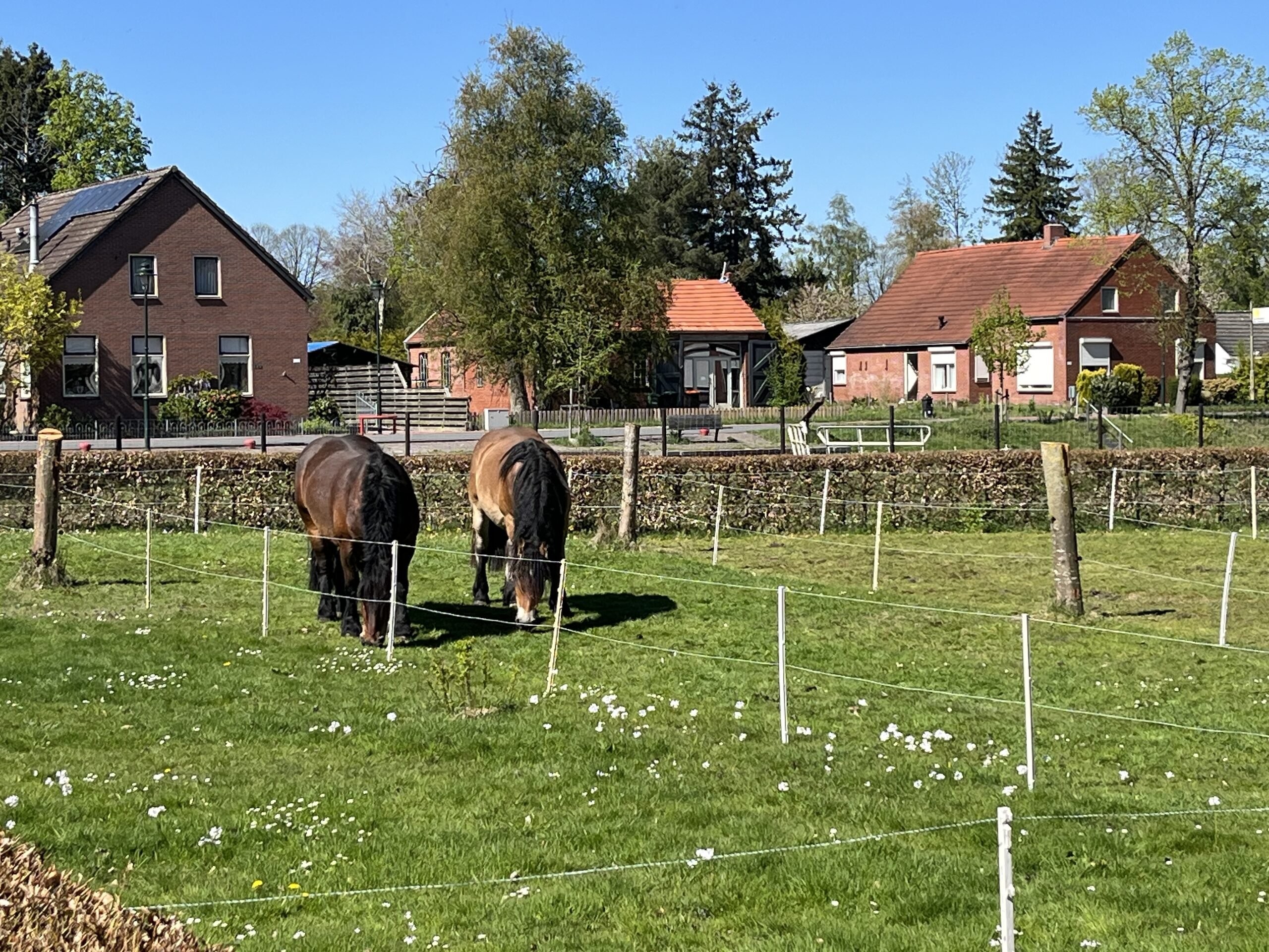 Paarden