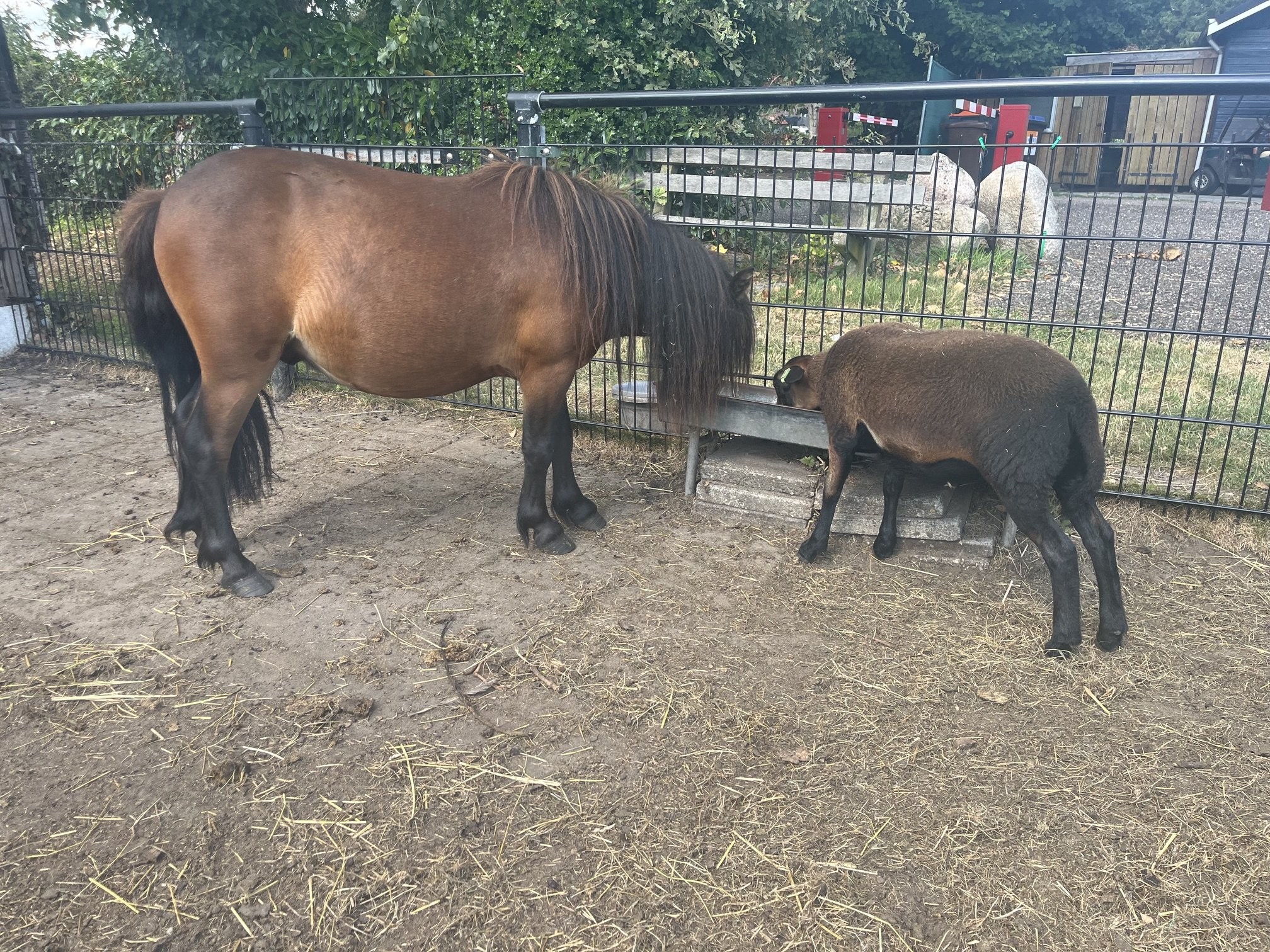 Dierenweide