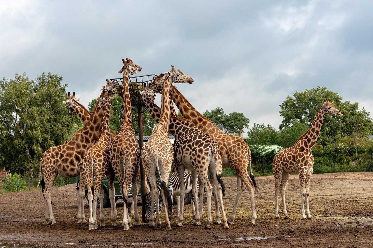 Wildlands Adventure Zoo